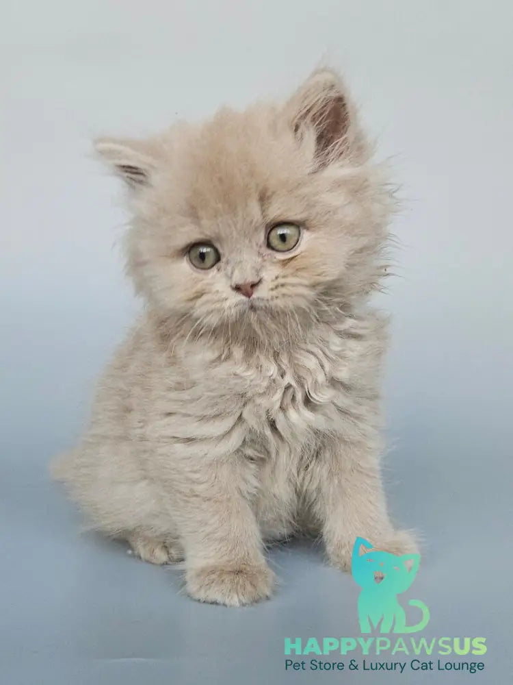Angel British Longhair male fawn - live animals