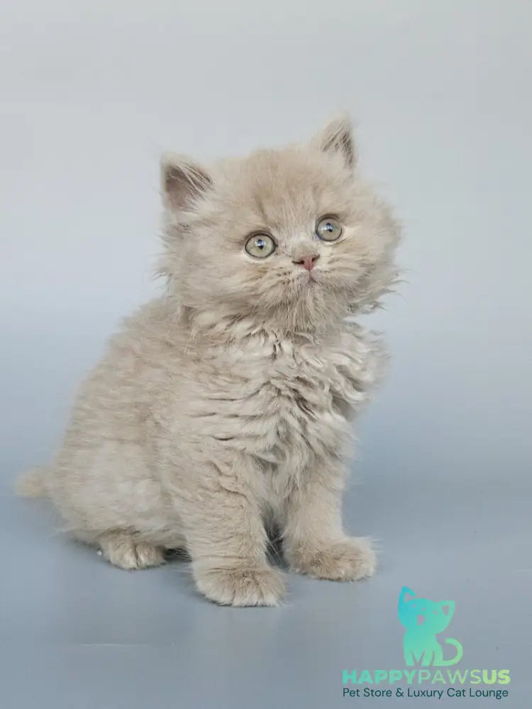 Angel British Longhair male fawn - live animals