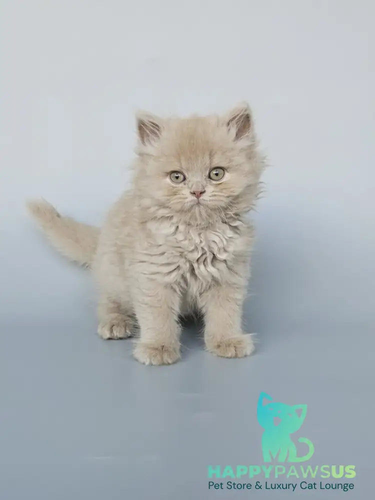 Angel British Longhair male fawn - live animals
