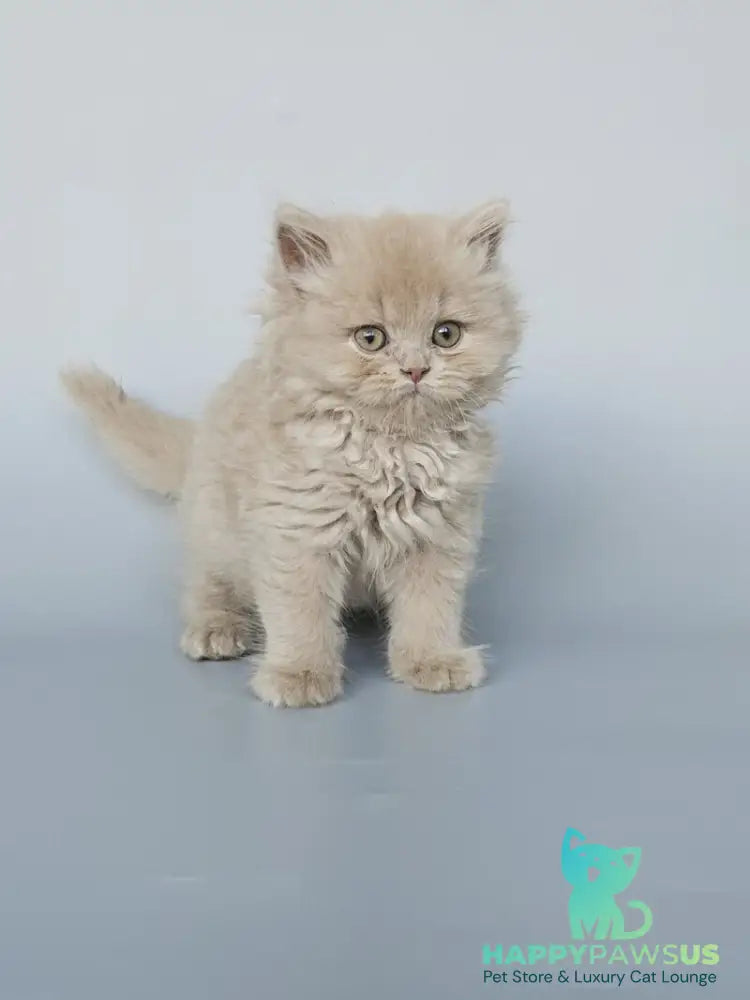 Angel British Longhair male fawn - live animals