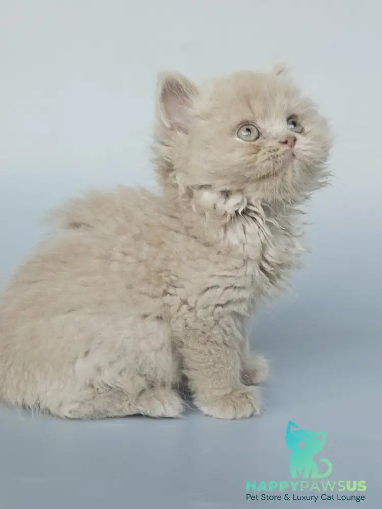 Angel British Longhair male fawn - live animals