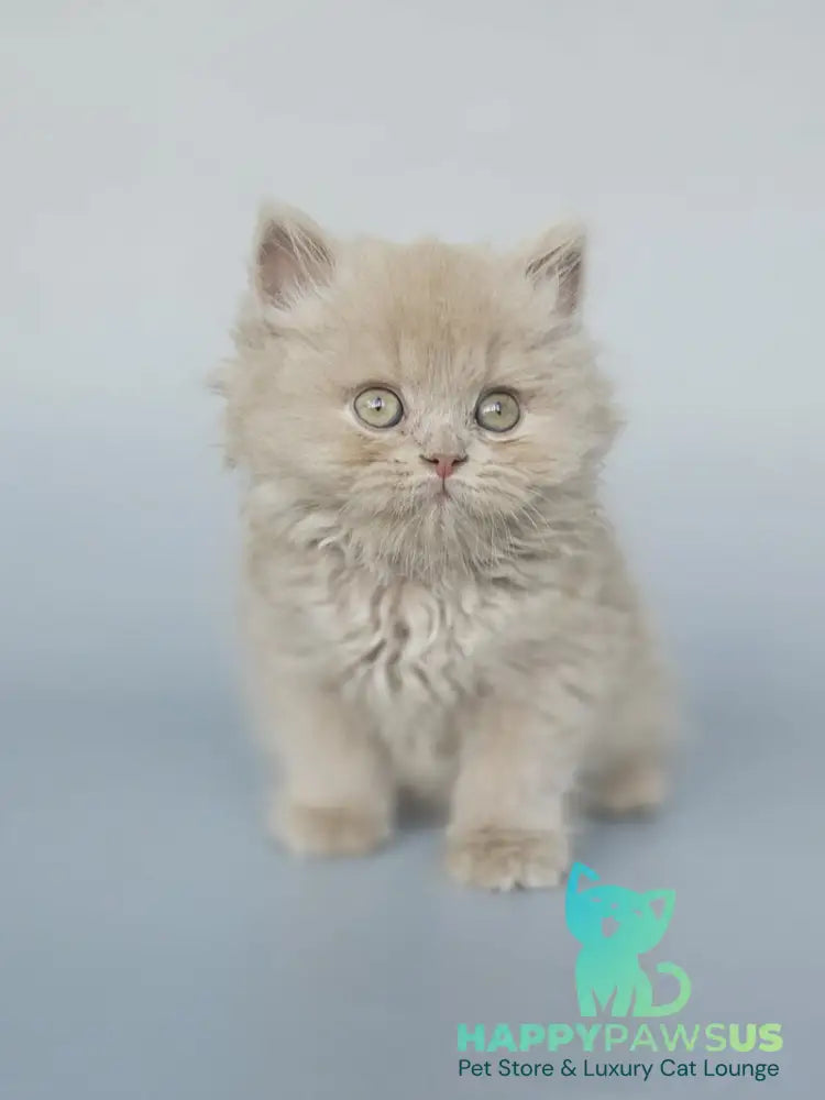 Angel British Longhair male fawn - live animals