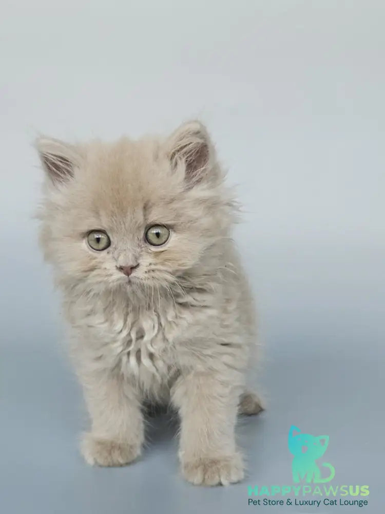 Angel British Longhair male fawn - live animals