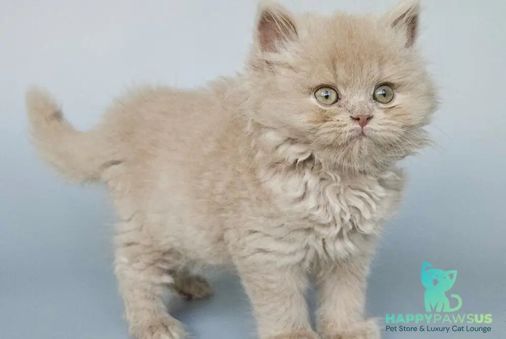 Angel British Longhair male fawn - live animals