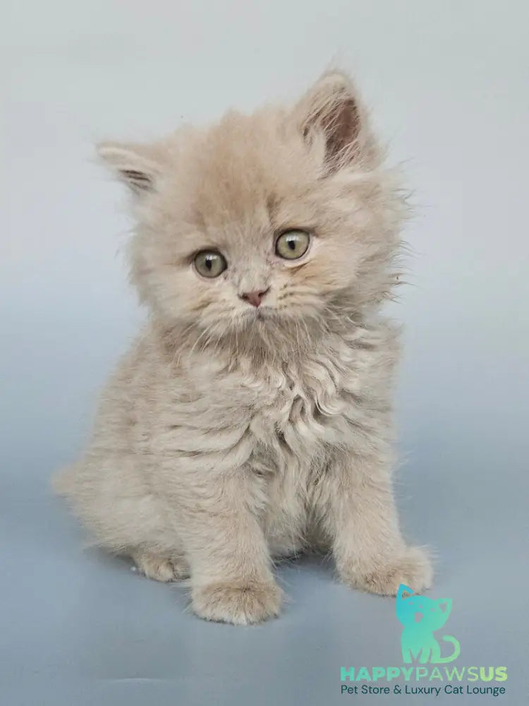 Angel British Longhair male fawn - live animals