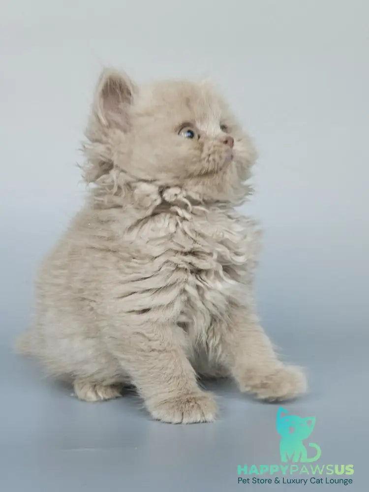 Angel British Longhair male fawn - live animals