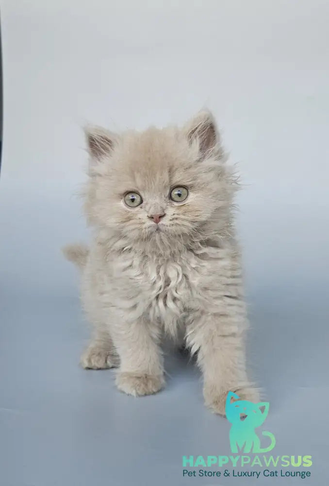 Angel British Longhair male fawn - live animals