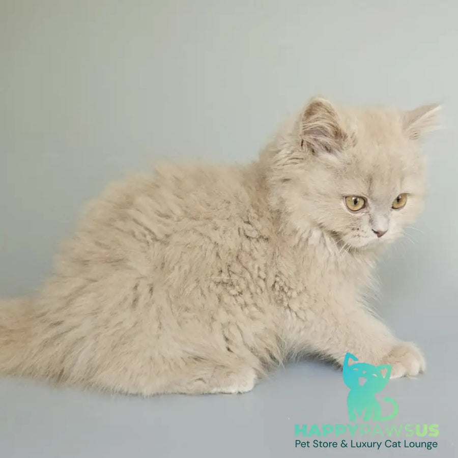 Angel British Longhair male fawn - live animals
