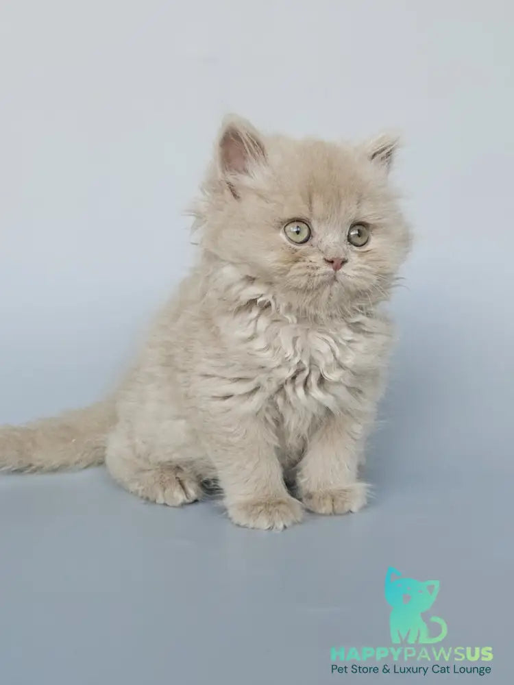 Angel British Longhair male fawn - live animals