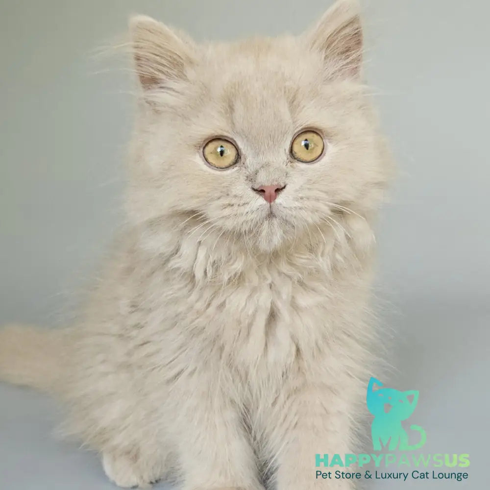 Angel British Longhair male fawn - live animals