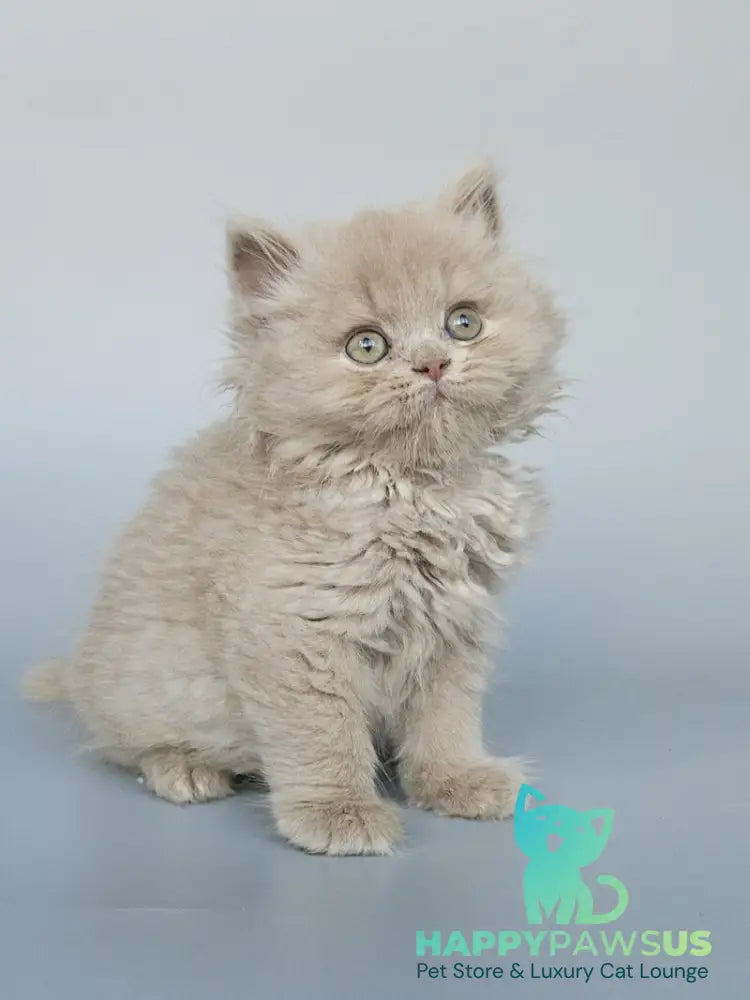 Angel British Longhair male fawn - live animals