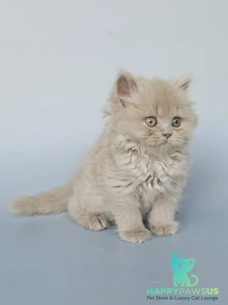 Angel British Longhair male fawn - live animals