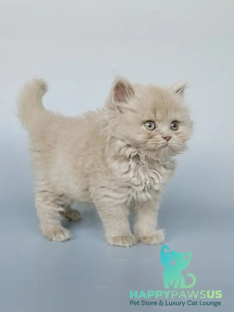 Angel British Longhair male fawn - live animals