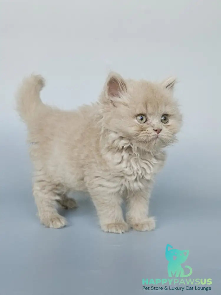 Angel British Longhair male fawn - live animals