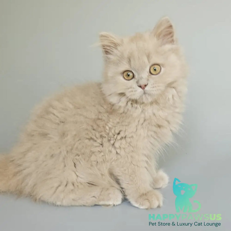 Angel British Longhair male fawn - live animals