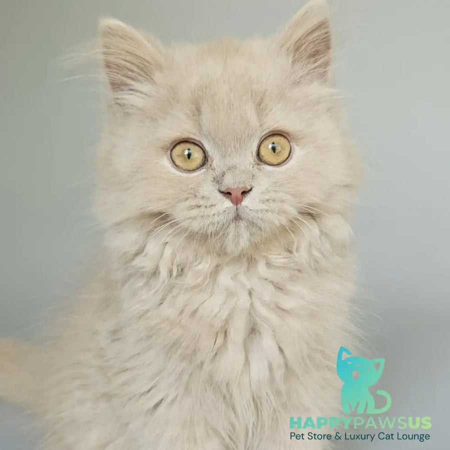 Angel British Longhair male fawn - live animals