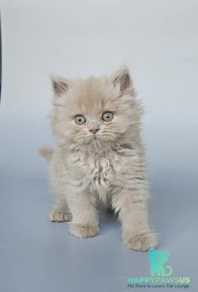 Angel British Longhair male fawn - live animals