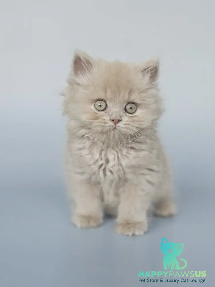 Angel British Longhair male fawn - live animals