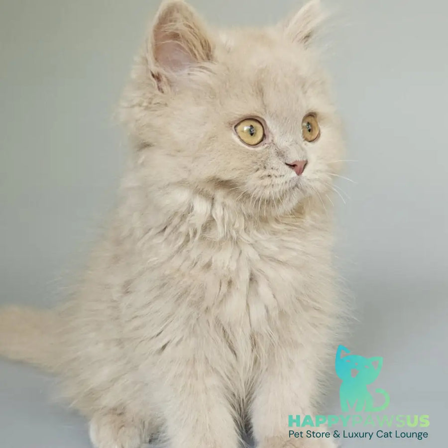 Angel British Longhair male fawn - live animals