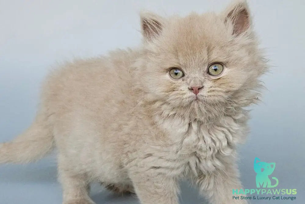 Angel British Longhair male fawn - live animals