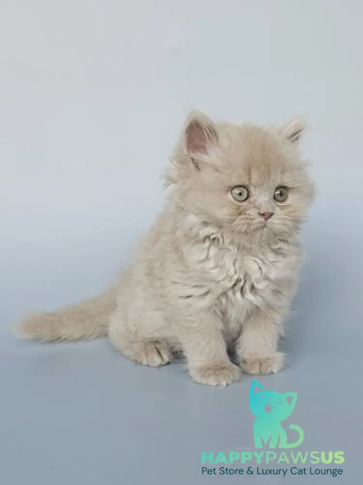 Angel British Longhair male fawn - live animals