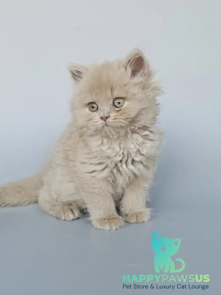 Angel British Longhair male fawn - live animals