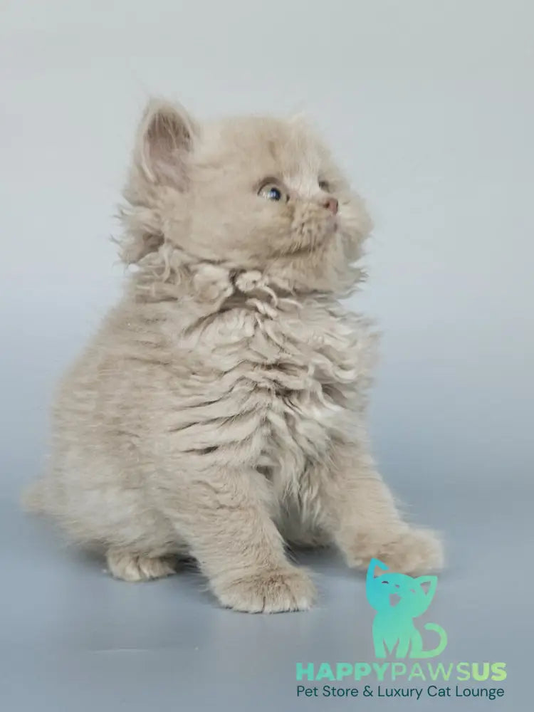 Angel British Longhair male fawn - live animals