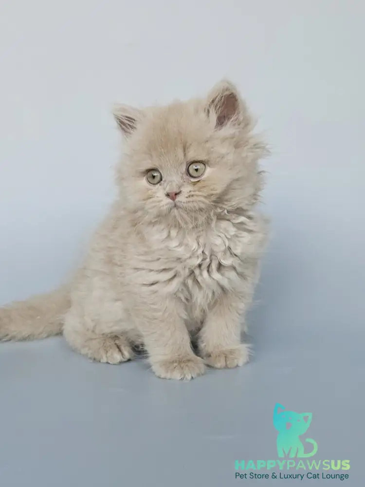 Angel British Longhair male fawn - live animals