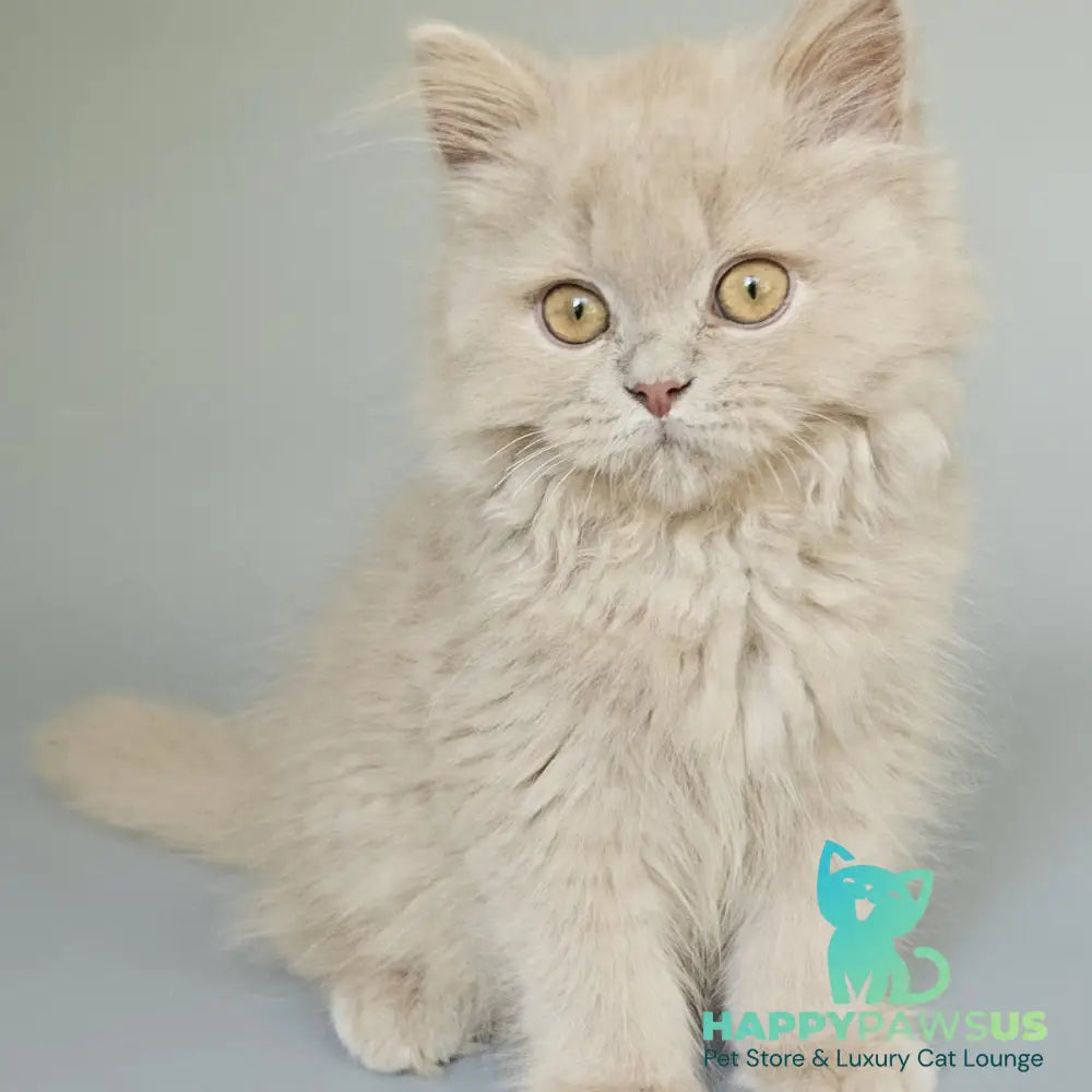 Angel British Longhair male fawn - live animals