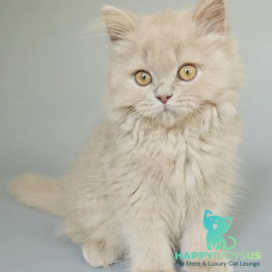 Angel British Longhair male fawn - live animals