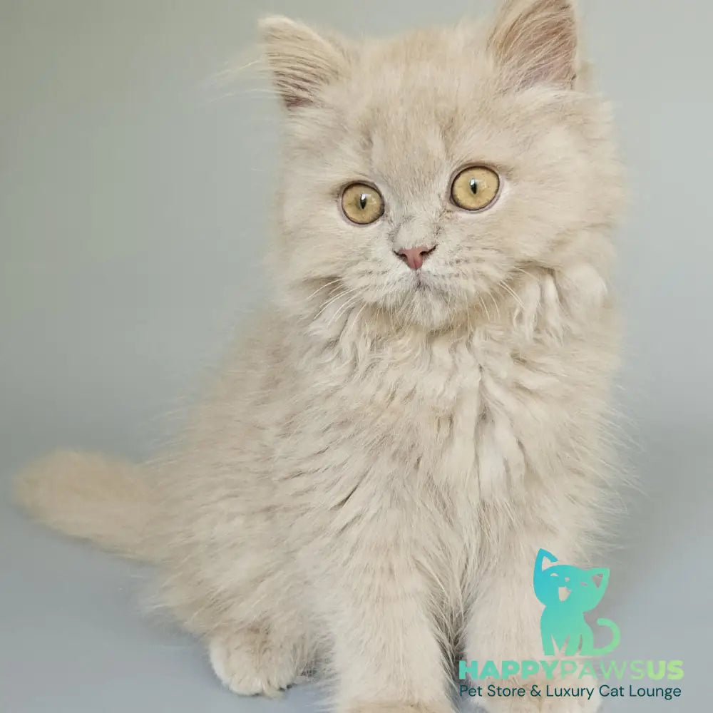 Angel British Longhair male fawn - live animals
