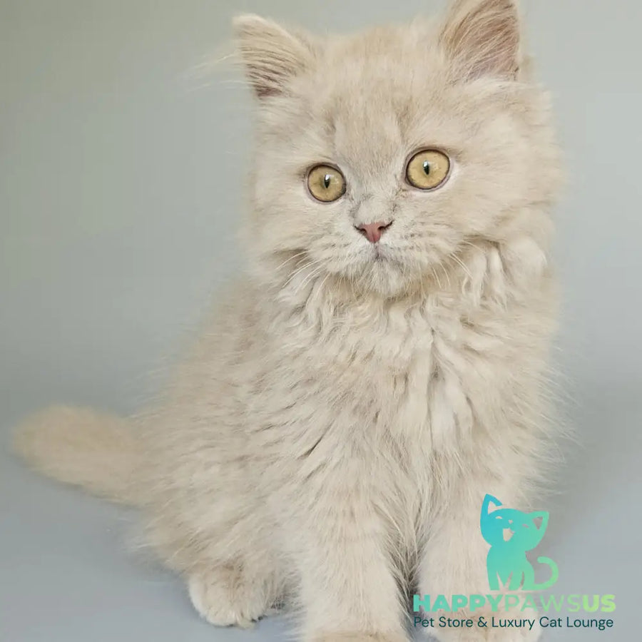 Angel British Longhair male fawn - live animals