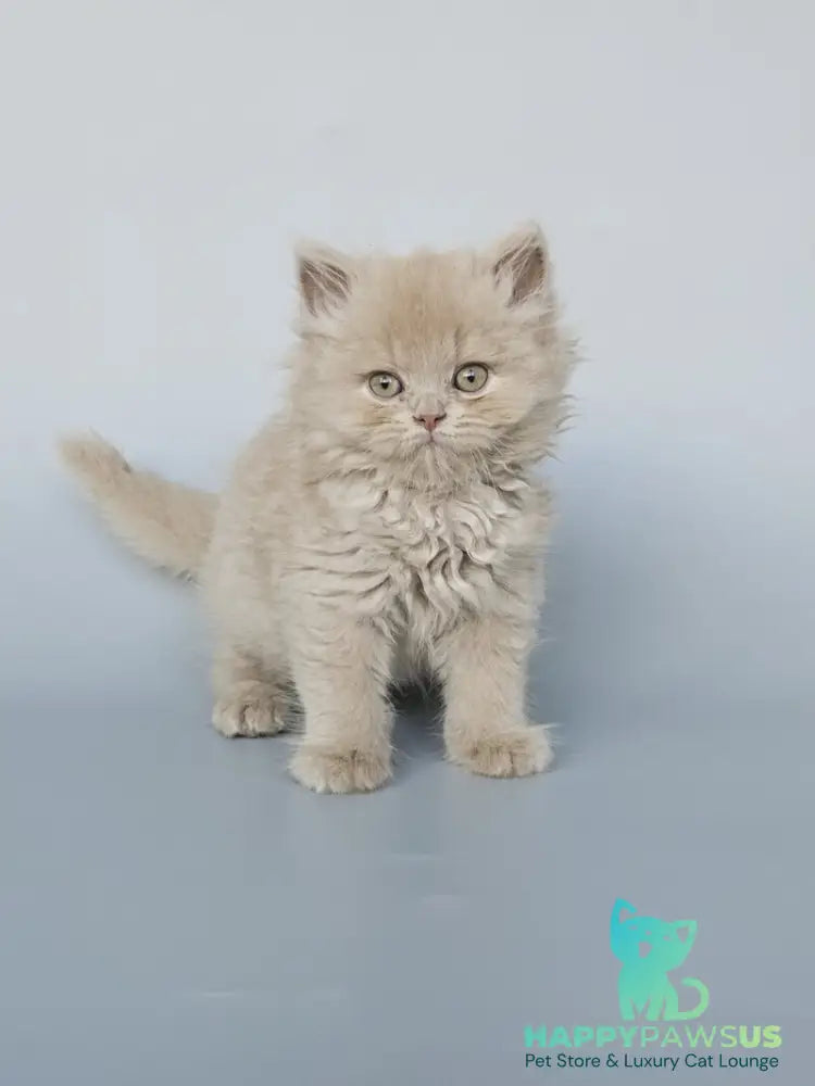 Angel British Longhair male fawn - live animals