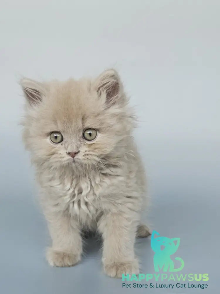Angel British Longhair male fawn - live animals