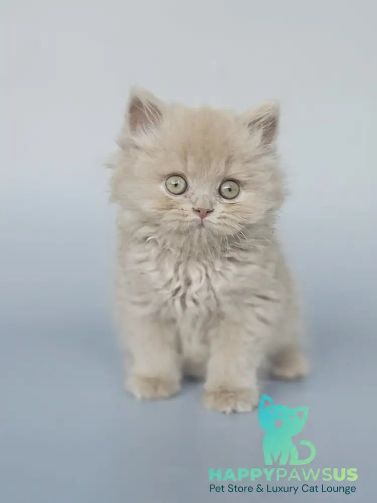 Angel British Longhair male fawn - live animals