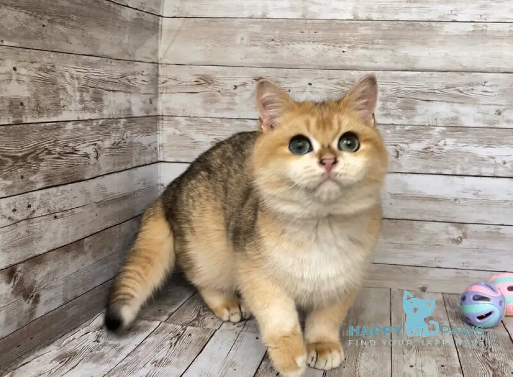 Angel British Shorthair male black golden shaded live animals