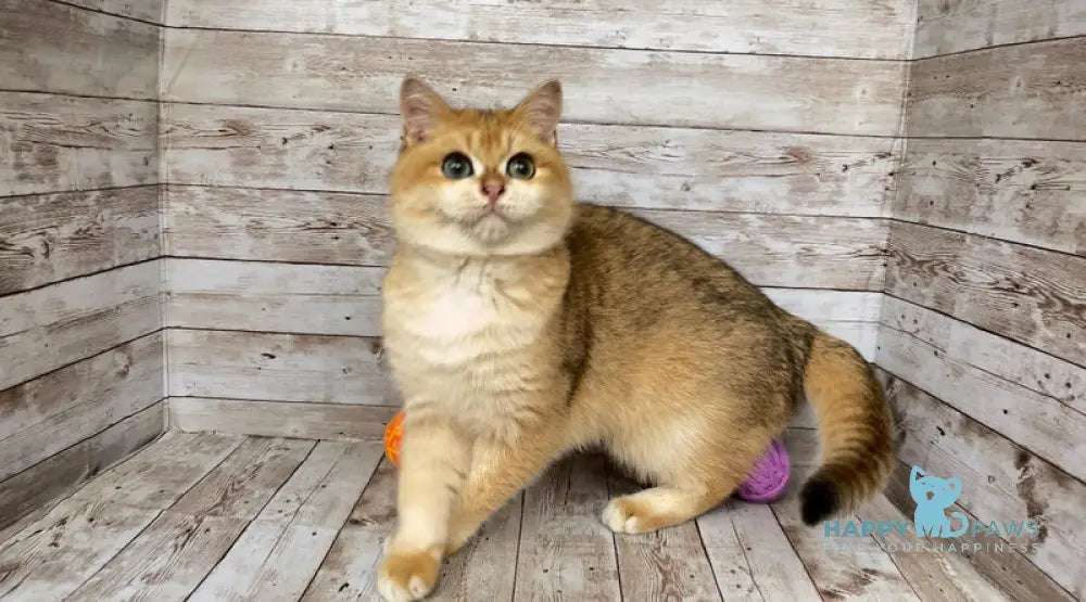 Angel British Shorthair male black golden shaded live animals