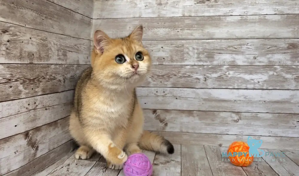 Angel British Shorthair male black golden shaded live animals