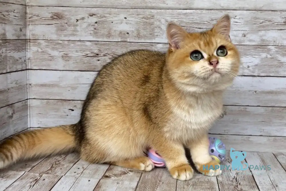 Angel British Shorthair male black golden shaded live animals