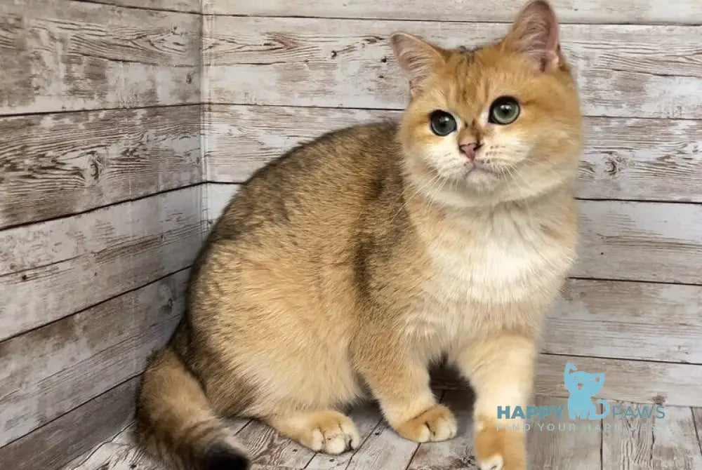 Angel British Shorthair male black golden shaded live animals