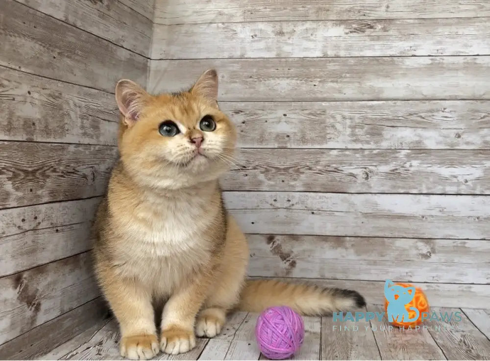 Angel British Shorthair male black golden shaded live animals