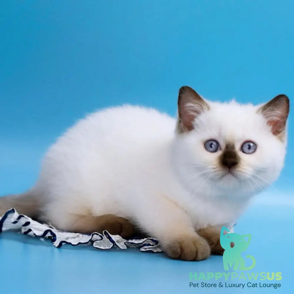Angel British Shorthair male chocolate pointed - live animals