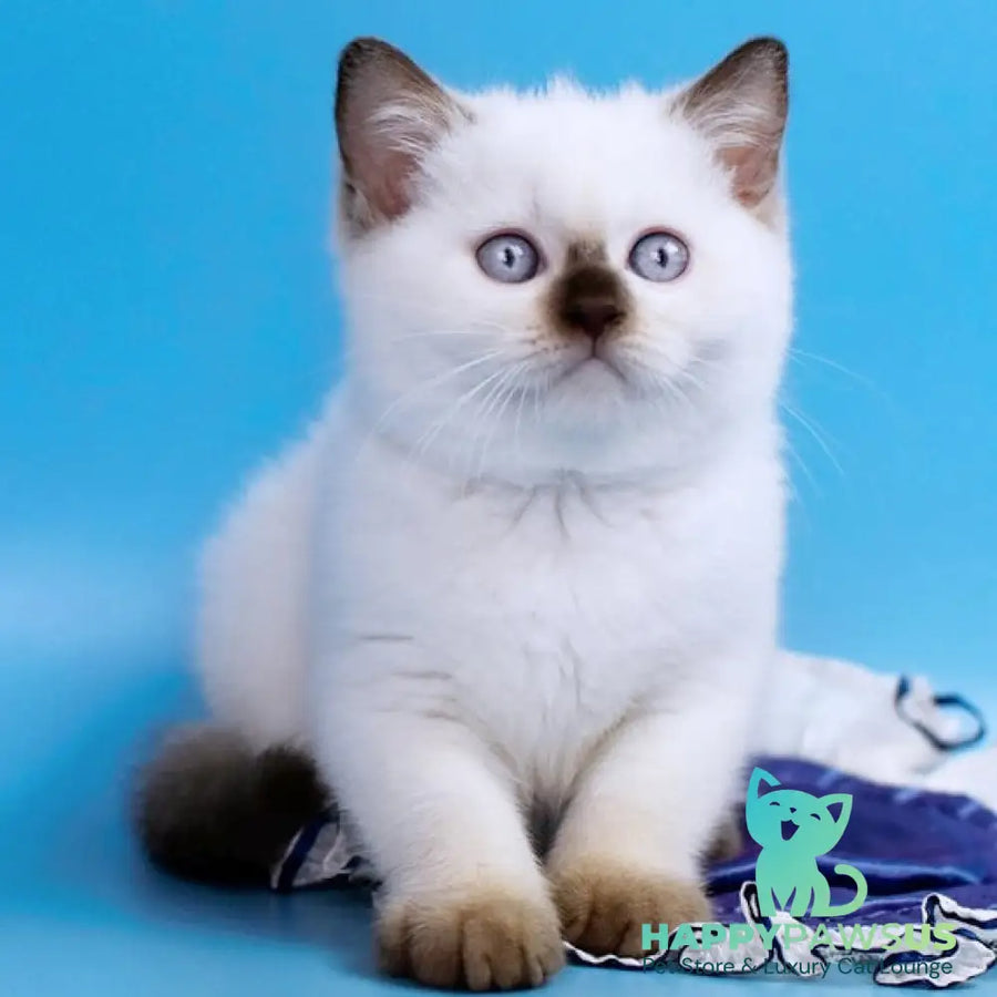 Angel British Shorthair male chocolate pointed - live animals