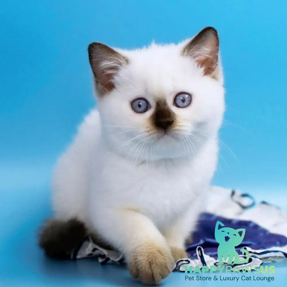 Angel British Shorthair male chocolate pointed - live animals