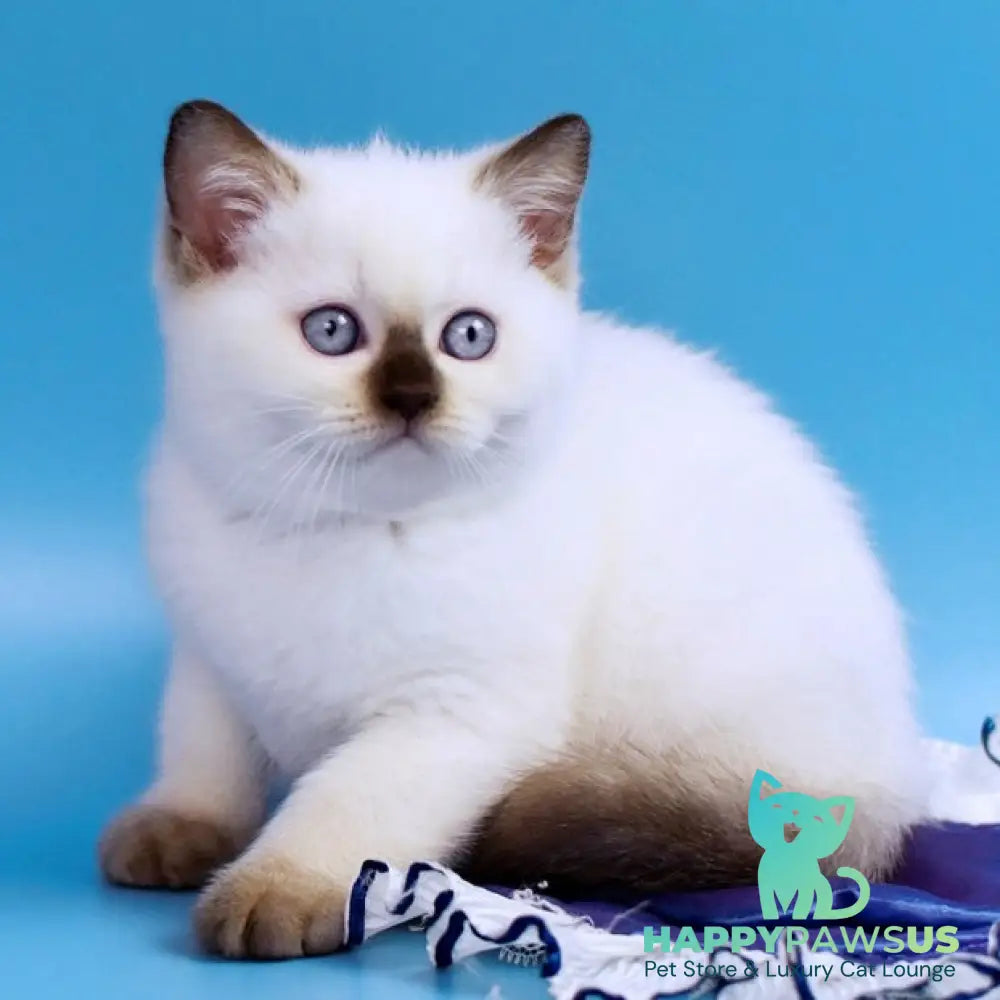 Angel British Shorthair male chocolate pointed - live animals