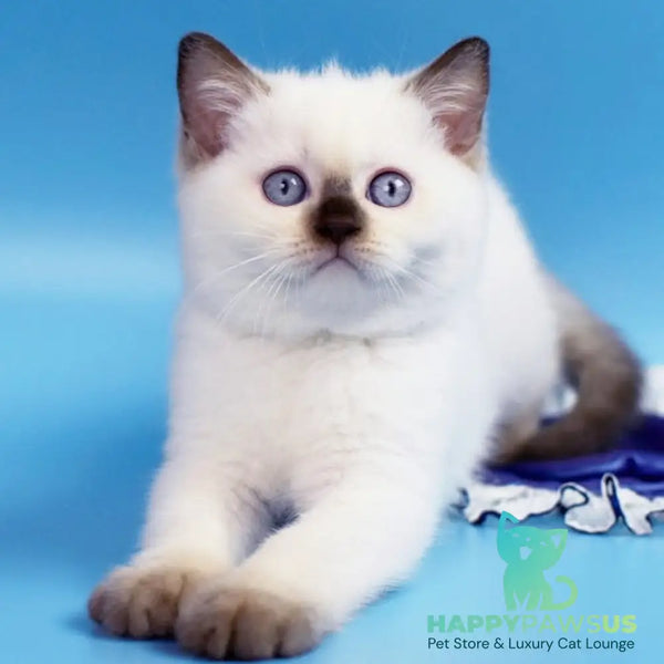 Angel British Shorthair male chocolate pointed - live animals
