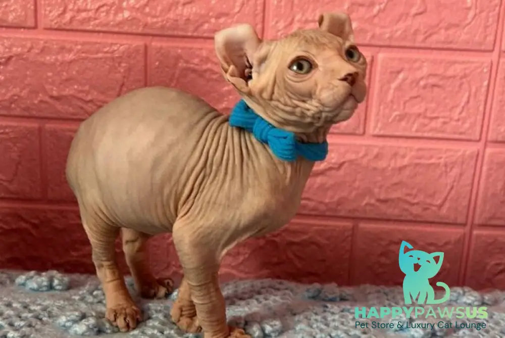 Angel Elf male lilac - live animals