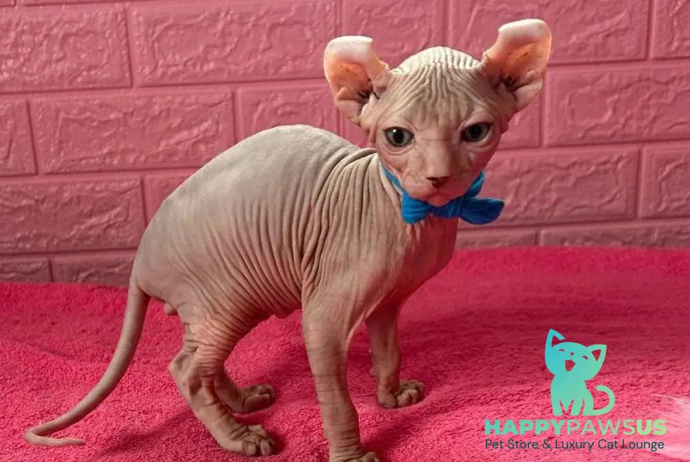 Angel Elf male lilac - live animals