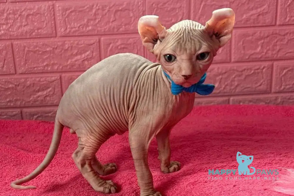 Angel Elf male lilac - live animals