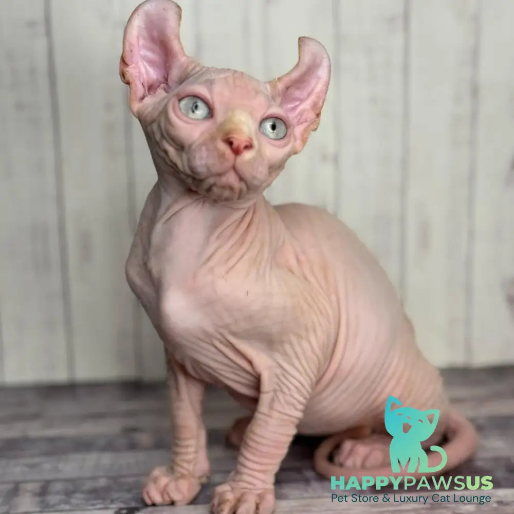Angel Elf male red pointed - live animals